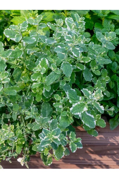 Mentha suaveolens Variegata